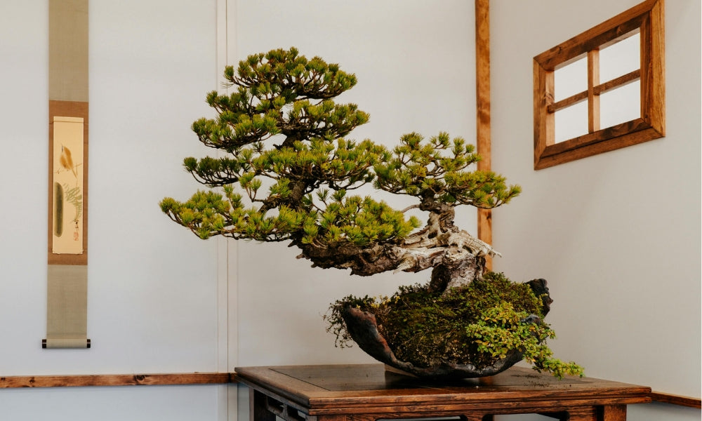 Bonsái de pino presentado en una estancia japonesa junto a un rollo colgante