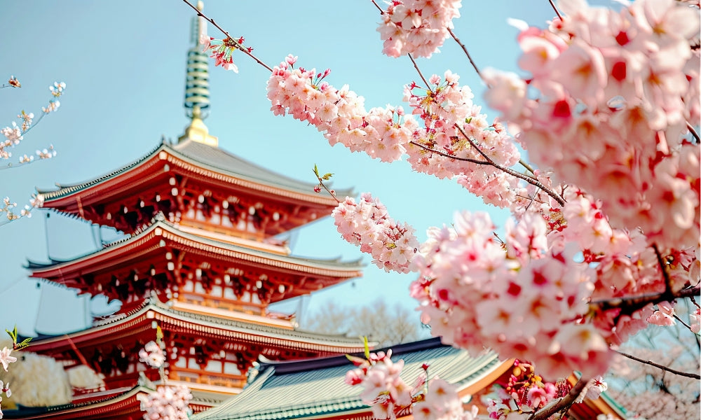 Flores de cerezo en plena floración: ramas de un cerezo japonés sakura con flores rosas