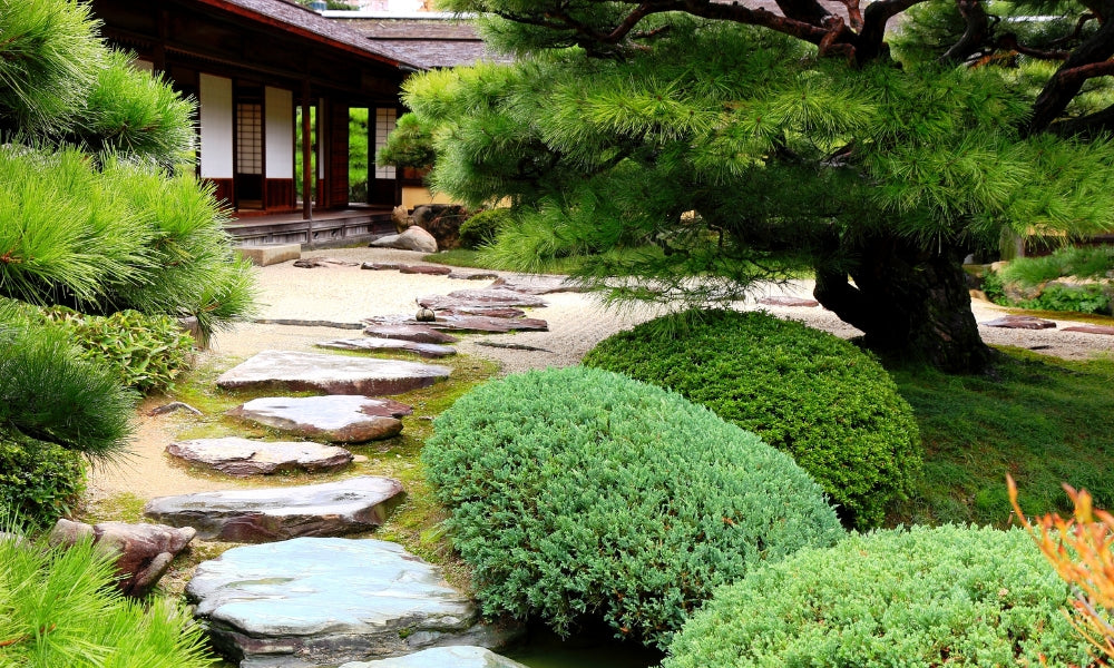 Jardín zen japonés karesansui con pino, musgo y arbustos recortados en un patio de templo cerrado
